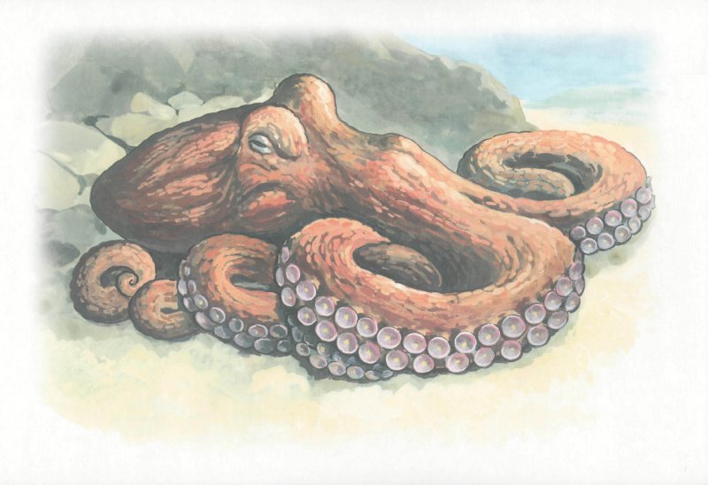 Иллюстрация 1 из 10 для Обитатели морей и океанов | Лабиринт - книги. Источник: Лабиринт