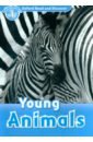 Bladon Rachel Oxford Read and Discover. Level 1. Young Animals bladon rachel oxford read and discover level 4 animals at night audio pack