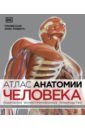 Робертс Элис Атлас анатомии человека. Подробное иллюстрированное руководство атлас анатомии человека подробное иллюстрированное руководство