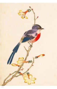 Птицы, насекомые и цветы. Синяя птичка, 32 листа Шанс