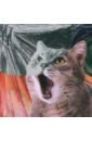 Обложка Мир котиков. Спиральная раскраска-антистресс