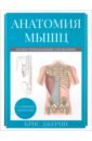 Джерми Крис Анатомия мышц. Иллюстрированный справочник рэмзи крэйг анатомия наращивания мышц
