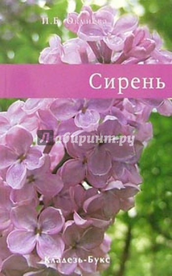 Сирень