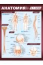 Обложка Анатомия. Самая компактная анатомическая таблица