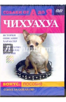 Чихуахуа Чихуахуа