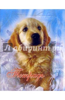 Тетрадь 48 листов клетка (ТКБ8481133 Золотистый ретривер) Тетрадь 48 листов клетка (ТКБ8481133 Золотистый ретривер)