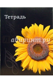 Тетрадь 48 листов, клетка (ТКБ848817) Подсолнух Тетрадь 48 листов, клетка (ТКБ848817) Подсолнух