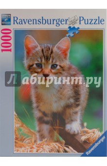 Пазл-1000. Котенок в соломе (158881) Пазл-1000. Котенок в соломе (158881)
