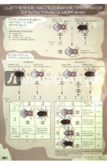Сивоглазов, Агафонова - Сцепленное наследование признаков (Опыты Томаса Моргана) обложка книги Сивоглазов, Агафонова - Сцепленное наследование признаков (Опыты Томаса Моргана) обложка книги