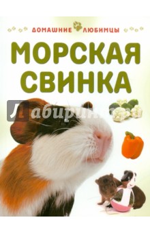 Морская свинка - Мэтью Рейнер Морская свинка - Мэтью Рейнер