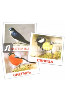 Носова, Епанова - Комплект карточек "Птицы" (16,5х19,5 см) обложка книги Носова, Епанова - Комплект карточек "Птицы" (16,5х19,5 см) обложка книги