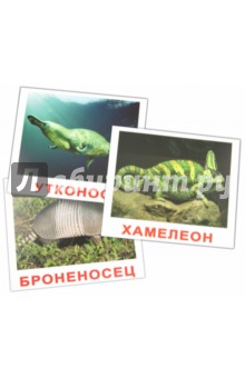 Комплект карточек Экзотические животные (16,5х19,5 см) - Носова, Епанова