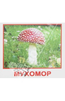 Грибы обложка книги Грибы обложка книги
