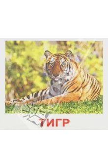 Комплект карточек Дикие животные, с фактами Мини-40