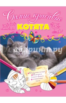 Котята обложка книги Котята обложка книги