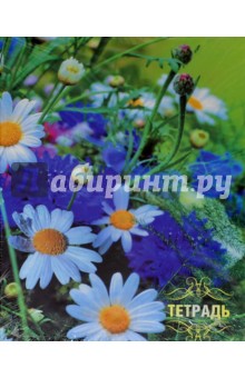 Тетрадь на кольцах "Поле с ромашками" (120 листов) (С0492-22) Тетрадь на кольцах "Поле с ромашками" (120 листов) (С0492-22)