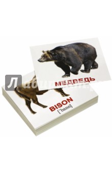 Комплект мини-карточек Wild animals/Дикие животные (40 штук) - Носова, Епанова