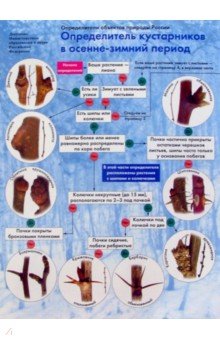 Определение кустарников в осенее-зимний период - А.С. Боголюбов