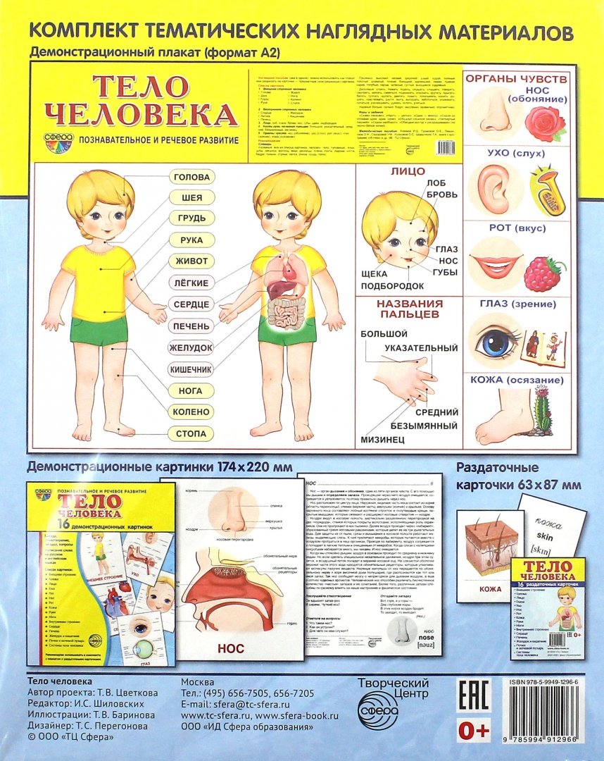 Картинки тело человека для детского сада