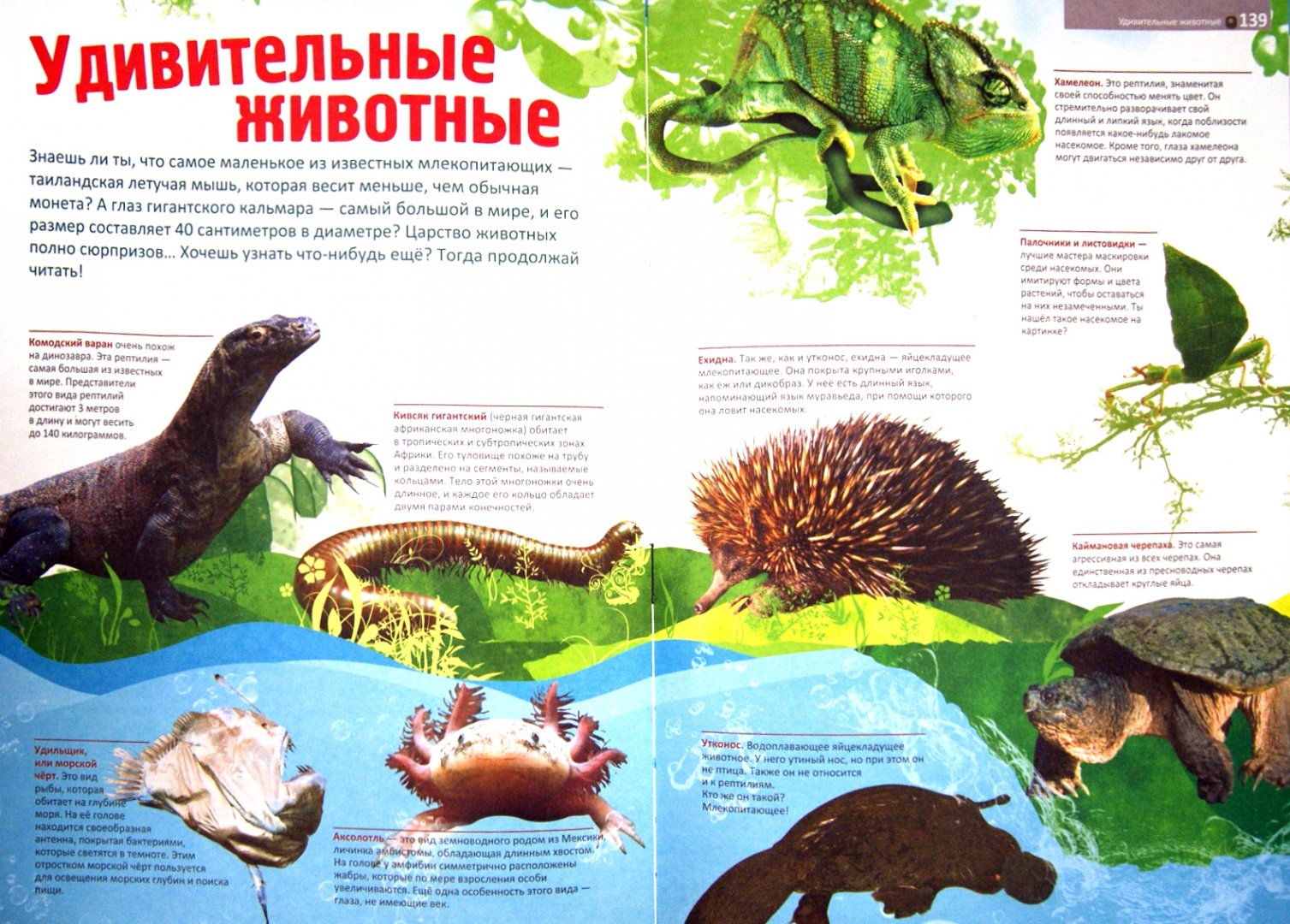 Иллюстрация 1 из 11 для Мир животных | Лабиринт - книги. Источник: Лабиринт