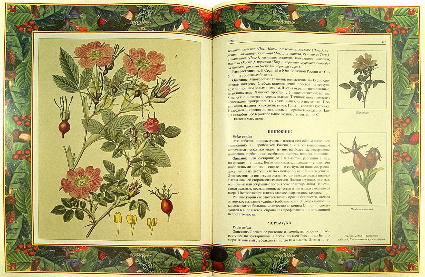 Иллюстрация 1 из 8 для Русский лес. Грибы и ягоды (в футляре) | Лабиринт - книги. Источник: Лабиринт