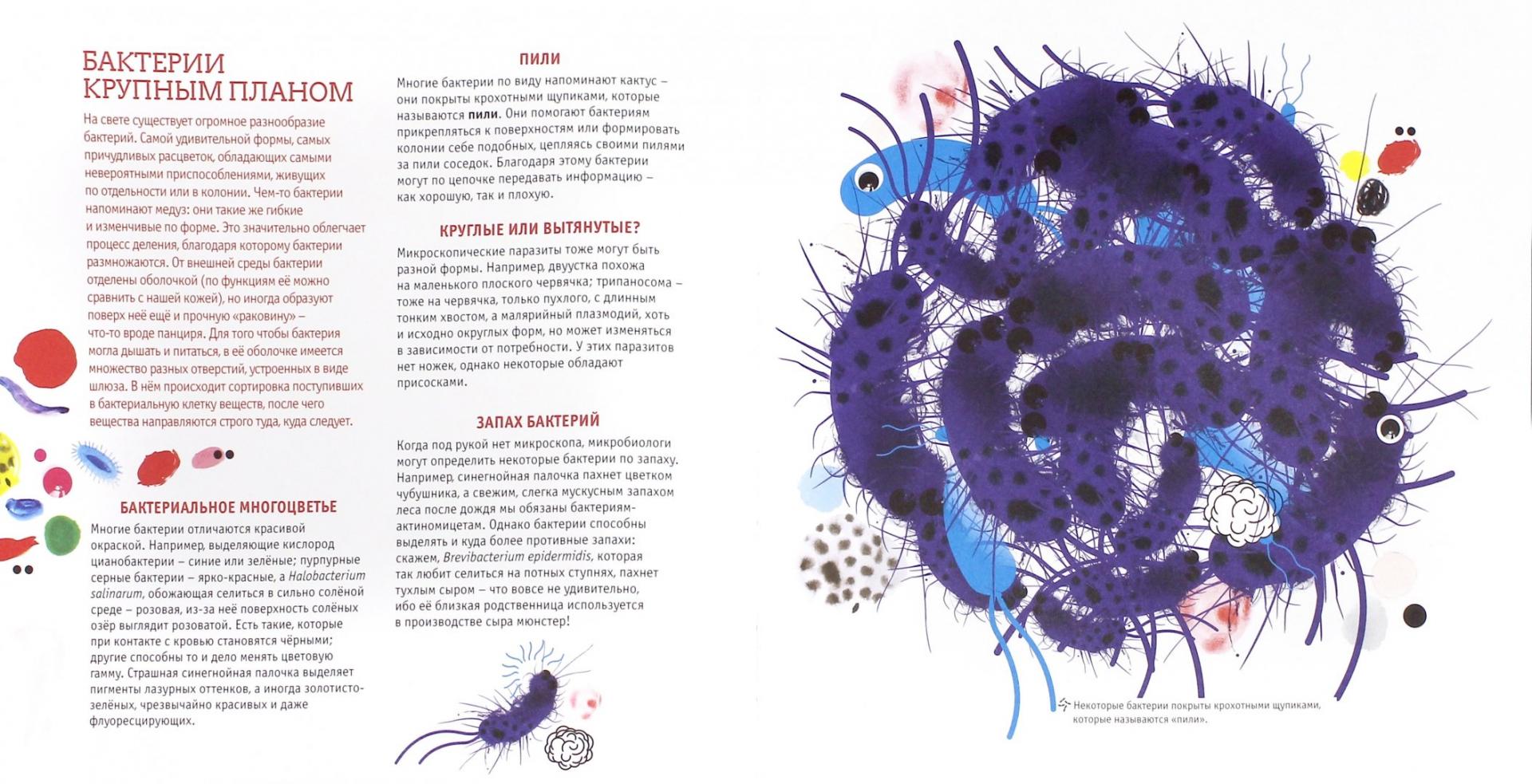 Иллюстрация 1 из 37 для Тайная война микробов - Флоранс Пино | Лабиринт - книги. Источник: Лабиринт