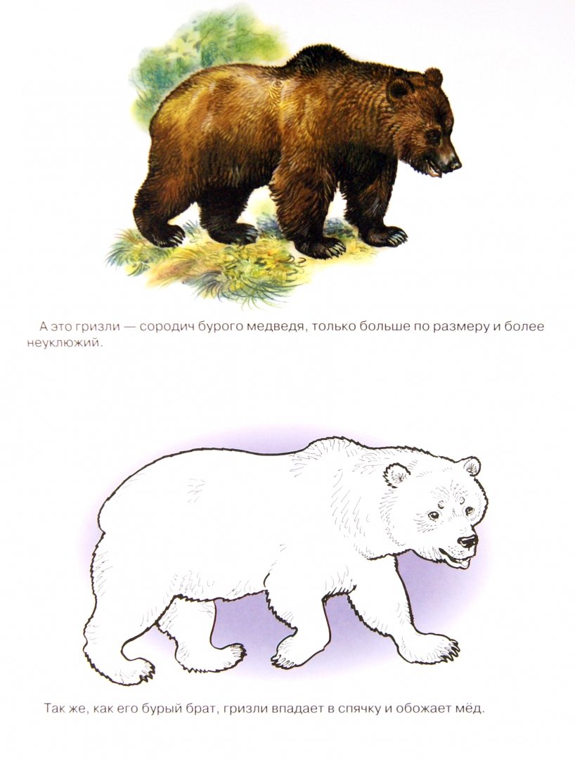 Иллюстрация 1 из 5 для Раскраска. Животные Америки и Австралии | Лабиринт - книги. Источник: Лабиринт