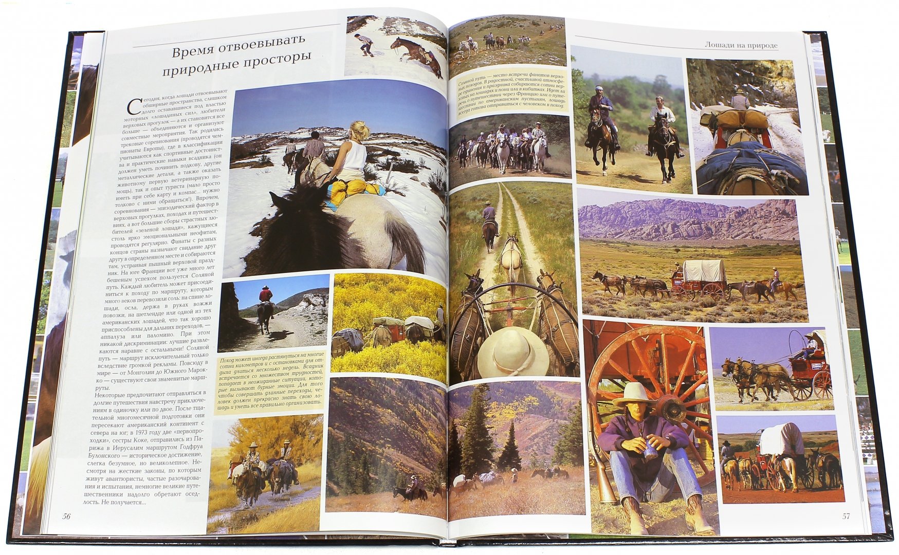 Иллюстрация 1 из 7 для Лошади. 1000 фотографий - Бертран Леклер | Лабиринт - книги. Источник: Лабиринт