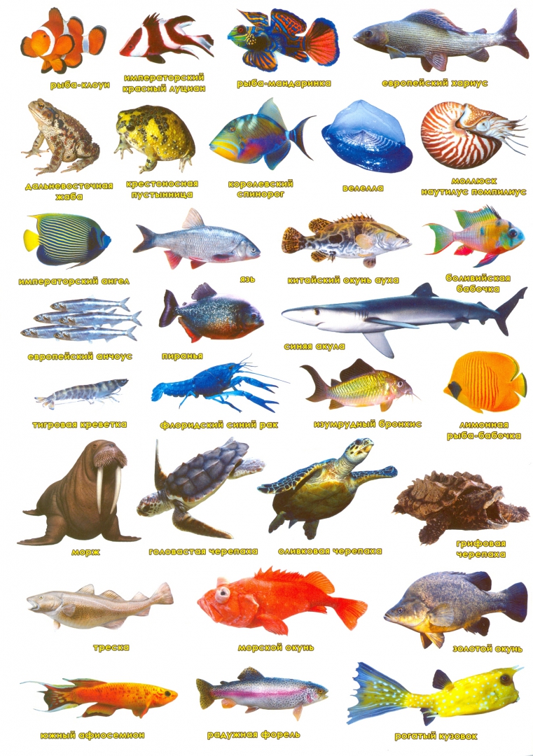 Иллюстрация 3 из 22 для Обитатели рек, морей и океанов. Атлас мира с наклейками | Лабиринт - книги. Источник: Лабиринт