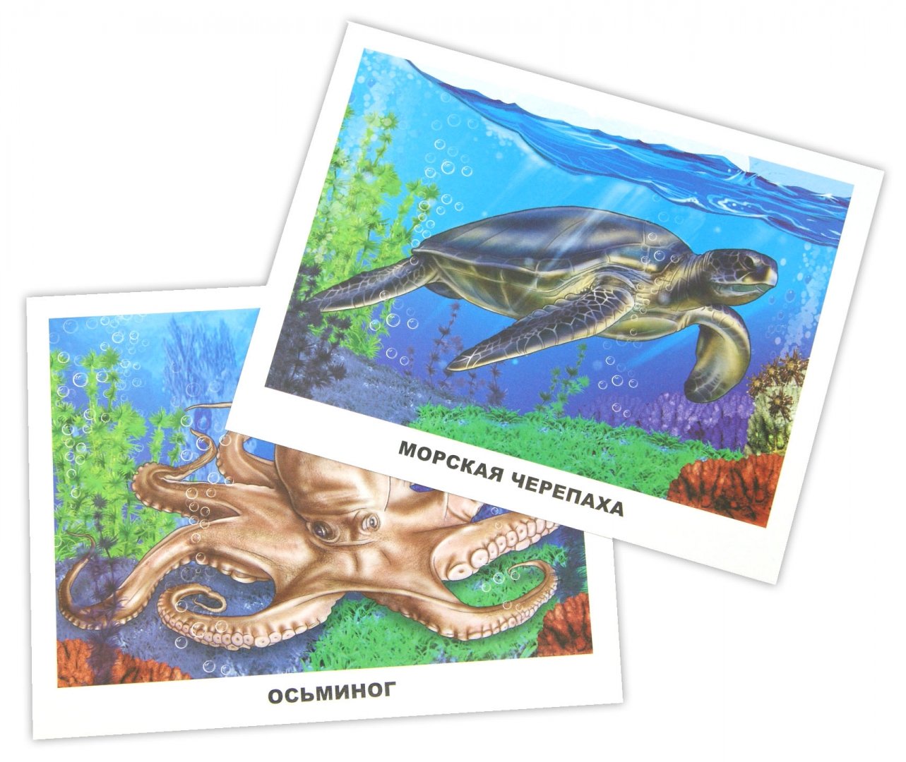 Иллюстрация 1 из 32 для Обитатели морей и океанов | Лабиринт - игрушки. Источник: Лабиринт