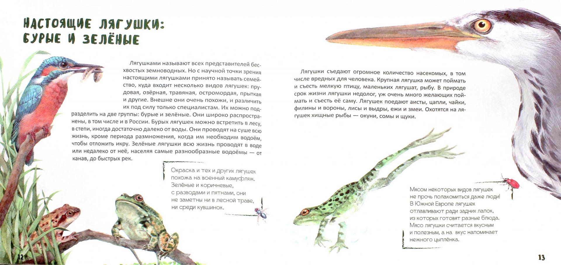 Иллюстрация 1 из 12 для Такие разные лягушки - Наталья Габеева | Лабиринт - книги. Источник: Лабиринт