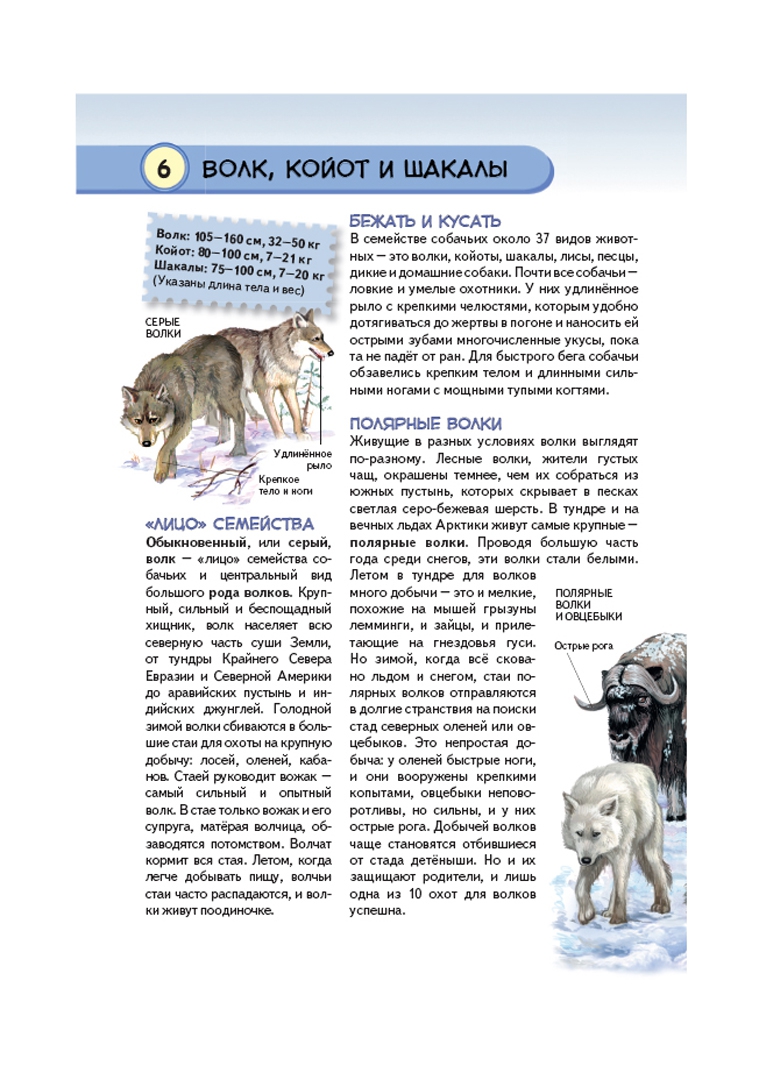 Иллюстрация 1 из 29 для Хищные животные. Опасные, дикие, домашние - Юлия Школьник | Лабиринт - книги. Источник: Лабиринт