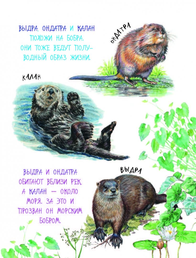 Иллюстрация 6 из 36 для Про птиц и зверей - Геннадий Снегирев | Лабиринт - книги. Источник: Лабиринт