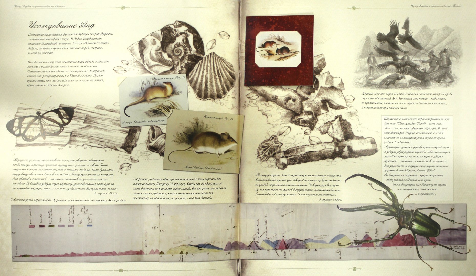Иллюстрация 8 из 54 для Чарлз Дарвин и путешествие на "Бигле" - Твист, Вуд | Лабиринт - книги. Источник: Лабиринт