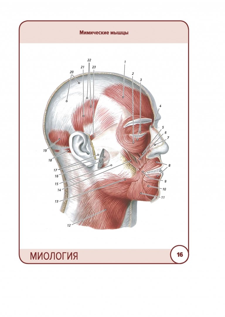 Иллюстрация 6 из 48 для Анатомия человека. Карточки. Миология - Сапин, Николенко, Тимофеева | Лабиринт - книги. Источник: Лабиринт