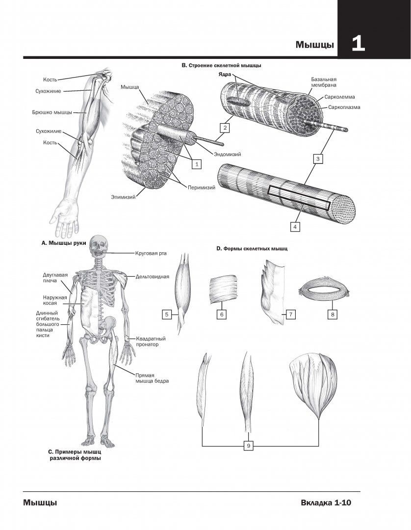 Иллюстрация 24 из 59 для Анатомия Неттера. Атлас-раскраска - Джон Хансен | Лабиринт - книги. Источник: Лабиринт