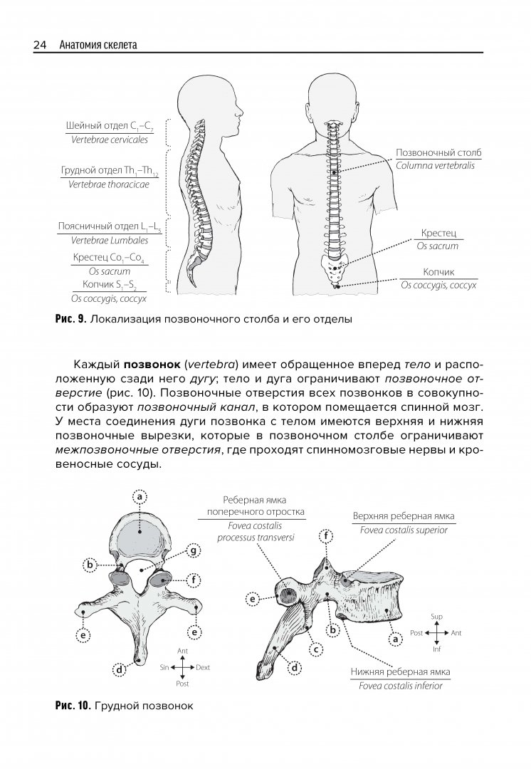 Иллюстрация 3 из 28 для Анатомия скелета - Козлов, Гурова | Лабиринт - книги. Источник: Лабиринт