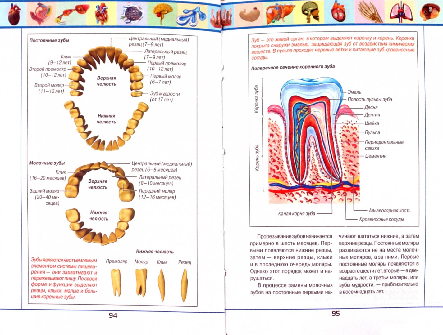 Иллюстрация 1 из 6 для Анатомический атлас | Лабиринт - книги. Источник: Лабиринт