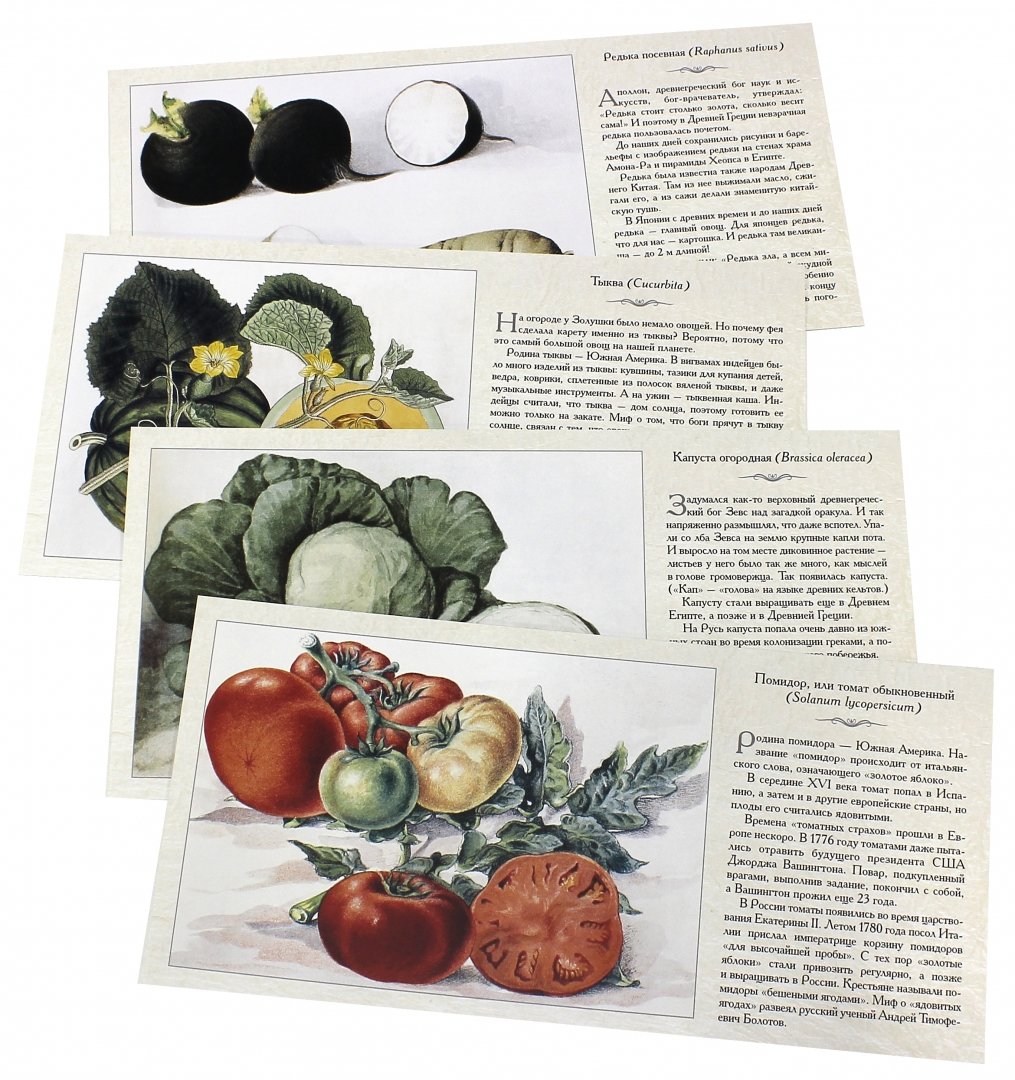 Иллюстрация 1 из 21 для Овощи | Лабиринт - книги. Источник: Лабиринт