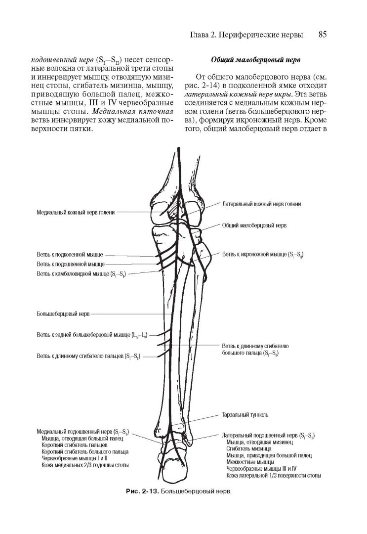 Иллюстрация 13 из 25 для Топическая диагностика в клинической неврологии - Биллер, Бразис, Мэсдью | Лабиринт - книги. Источник: Лабиринт
