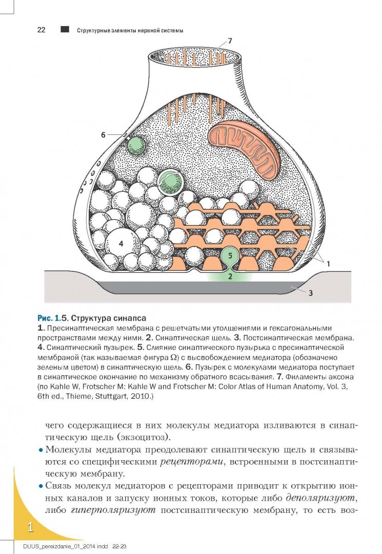 Иллюстрация 2 из 27 для Топический диагноз в неврологии по Петеру Дуусу. Анатомия. Физиология. Клиника - Бер, Фротшер | Лабиринт - книги. Источник: Лабиринт