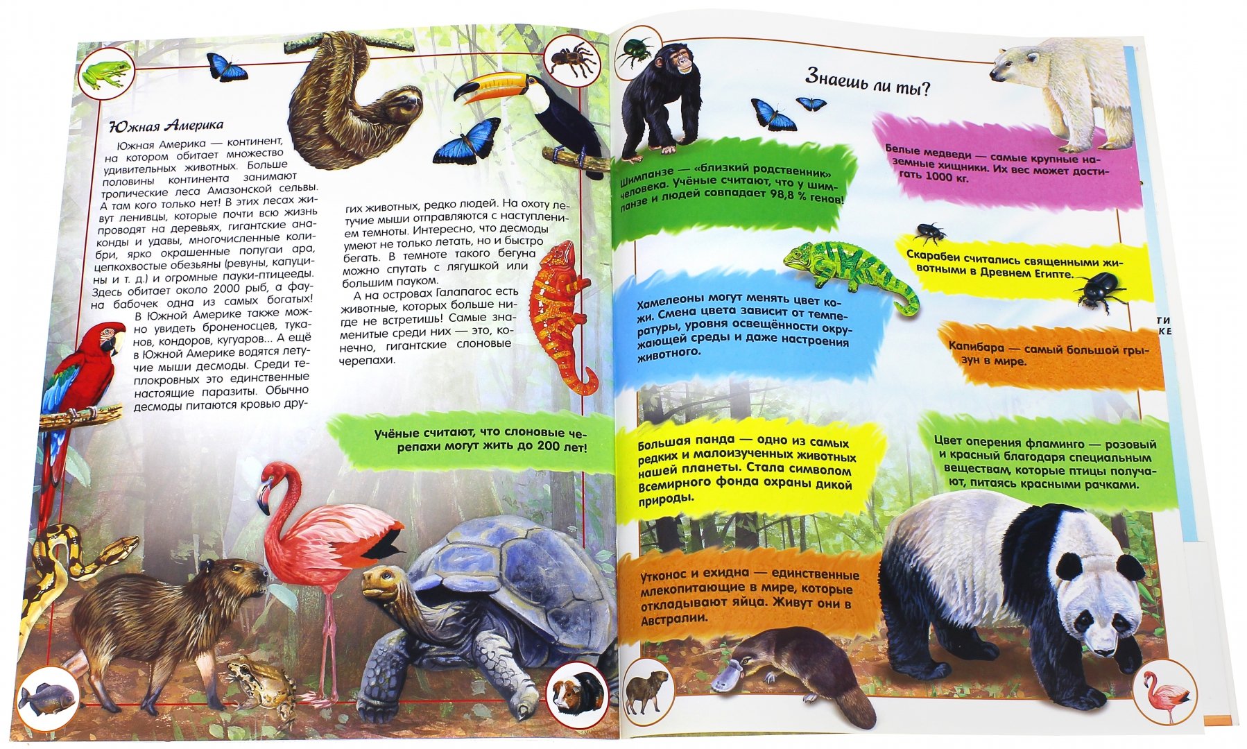 Иллюстрация 4 из 43 для Наша планета. Животные - Кэти Хьюот | Лабиринт - книги. Источник: Лабиринт