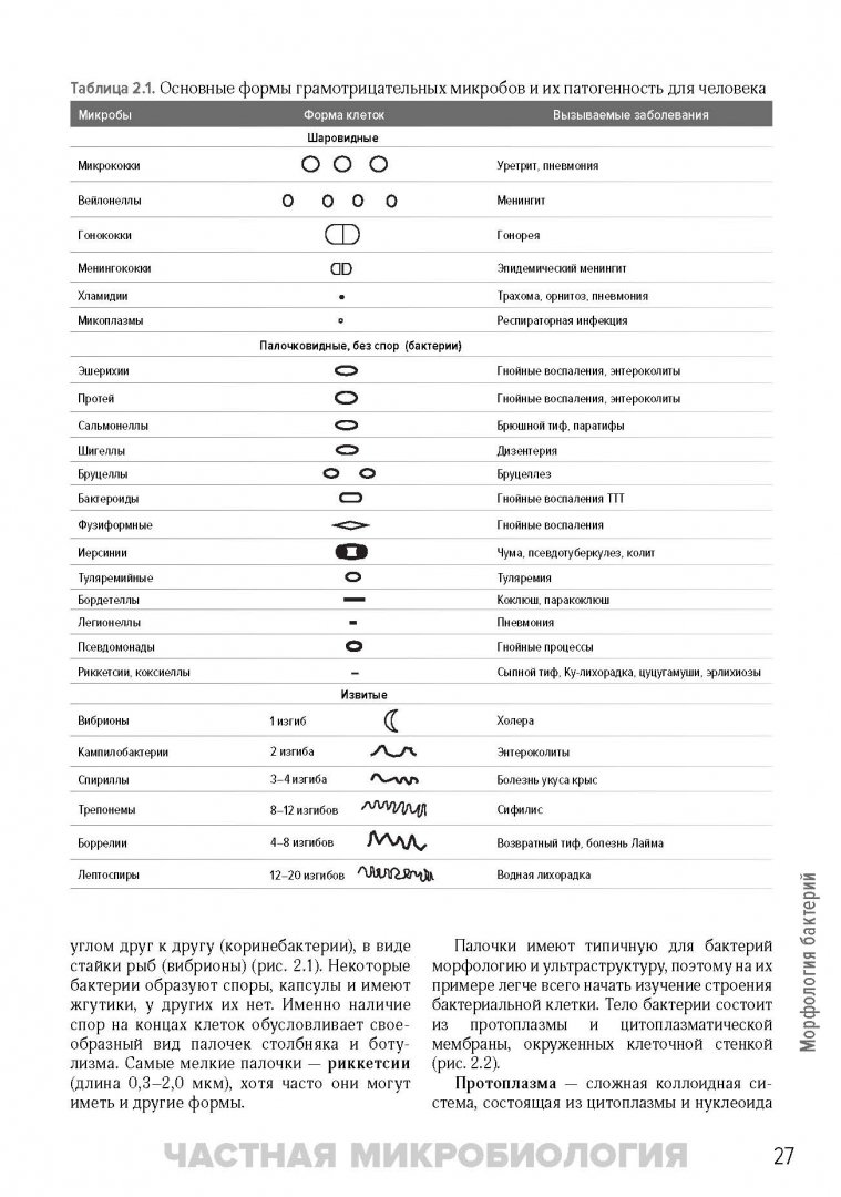 Иллюстрация 5 из 40 для Медицинская микробиология и иммунология. Учебник - Мальцев, Пашков | Лабиринт - книги. Источник: Лабиринт
