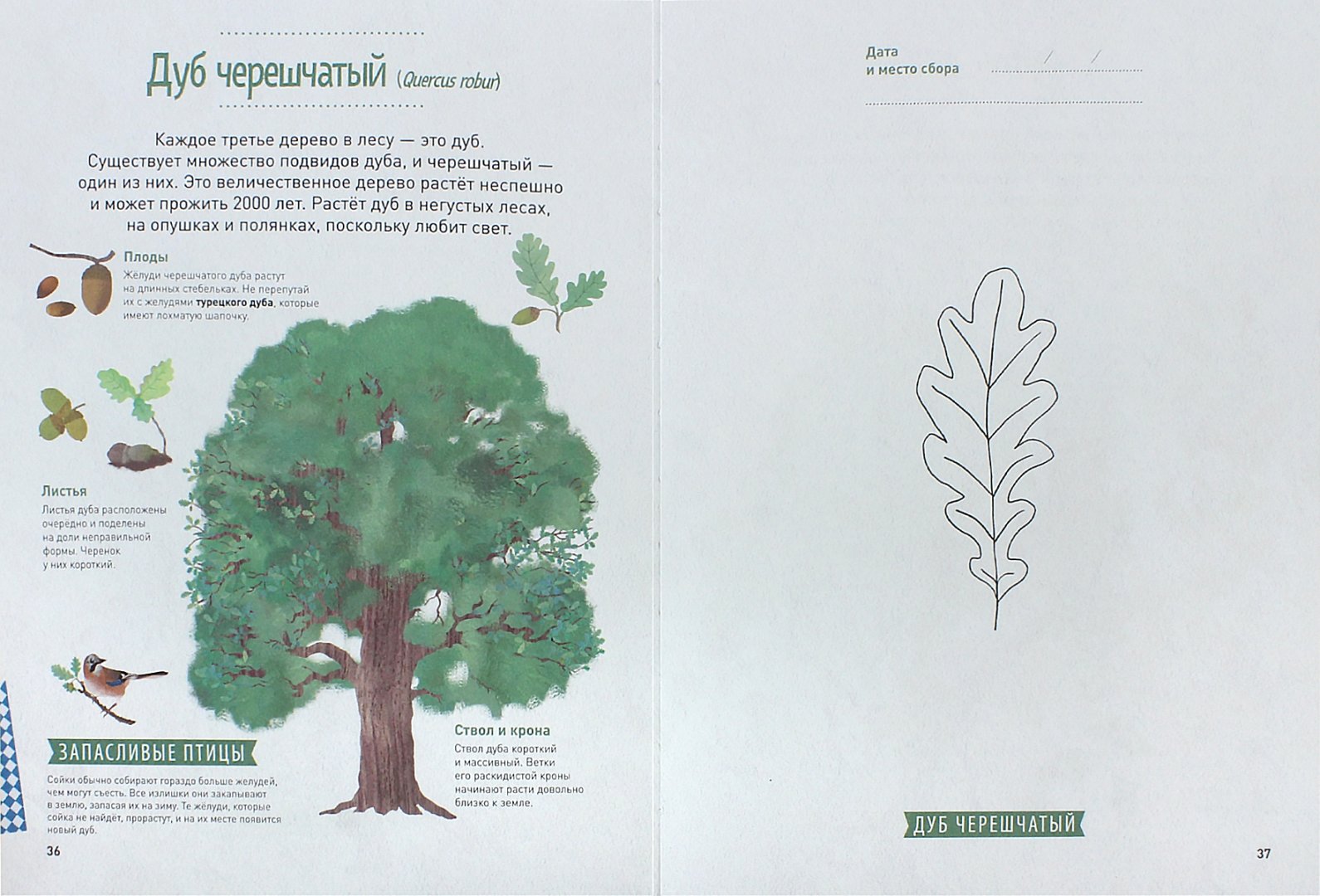 Иллюстрация 1 из 44 для Мой лесной гербарий - Анна Томас-Белли | Лабиринт - книги. Источник: Лабиринт