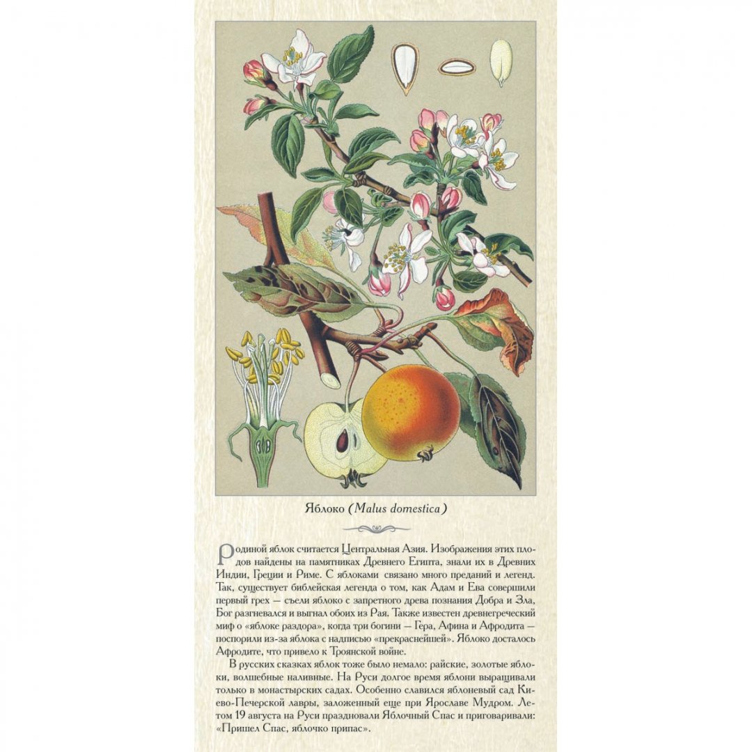 Иллюстрация 2 из 13 для Фрукты и ягоды | Лабиринт - книги. Источник: Лабиринт