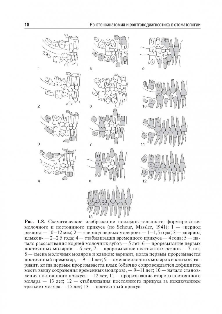 Иллюстрация 10 из 24 для Рентгеноанатомия и рентгенодиагностика в стоматологии - Виктор Трутень | Лабиринт - книги. Источник: Лабиринт
