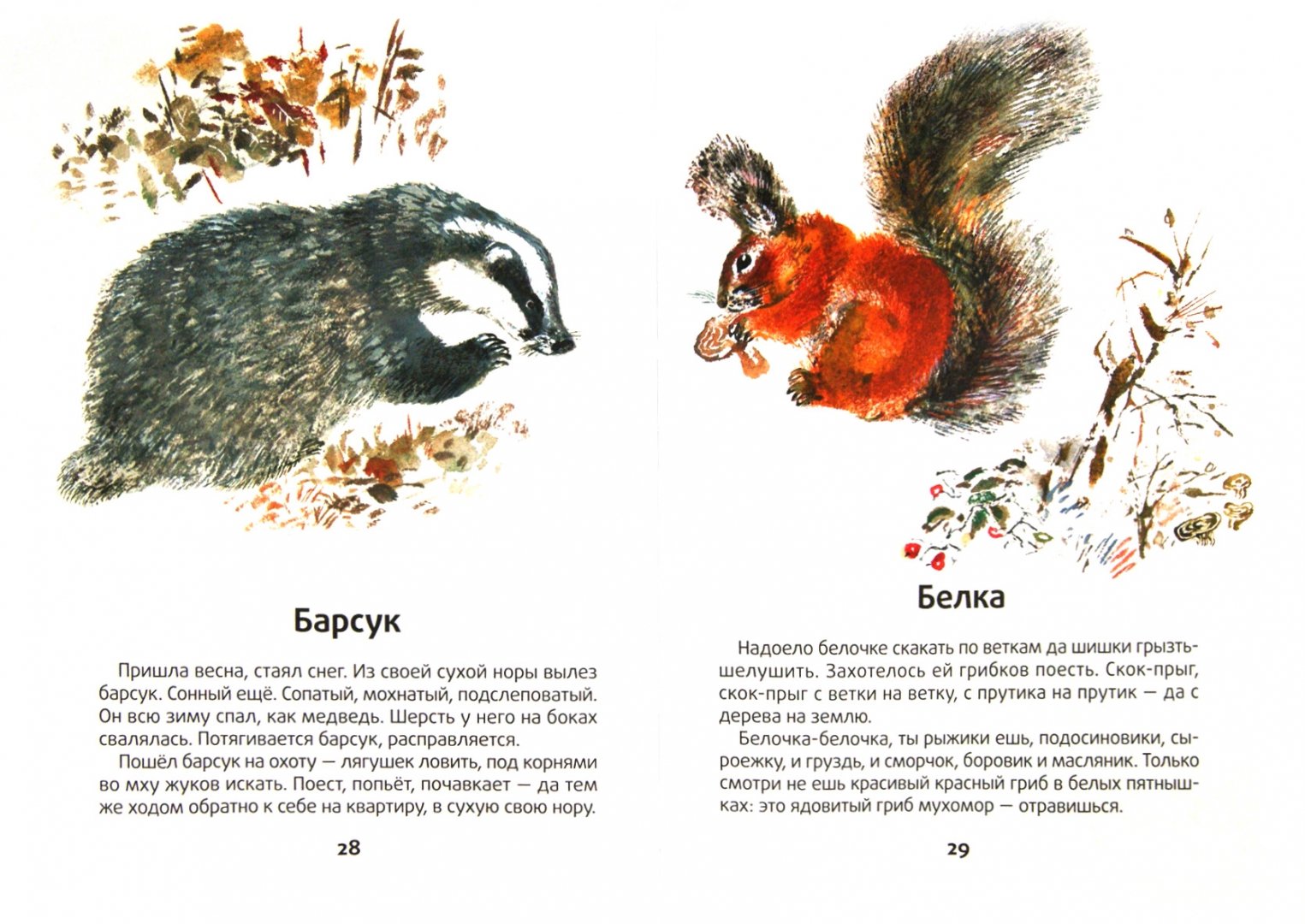 Иллюстрация 1 из 10 для Моя первая зоология - Евгений Чарушин | Лабиринт - книги. Источник: Лабиринт