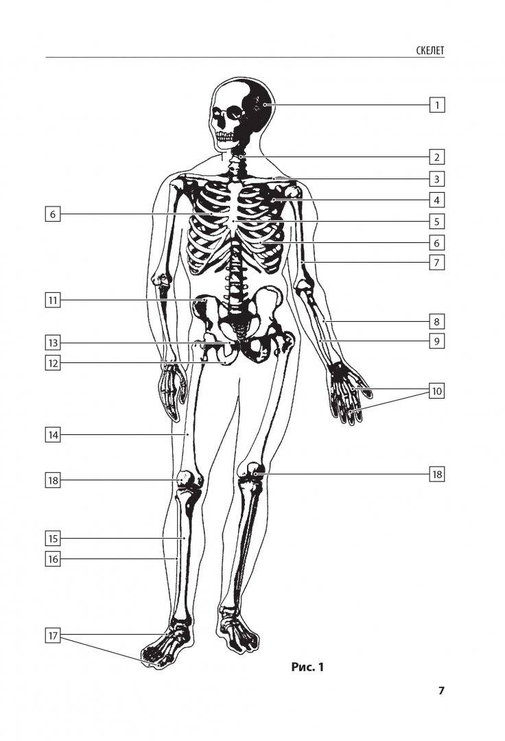 Иллюстрация 7 из 62 для Анатомия человека. Компактный атлас-раскраска -  Юрий Боянович | Лабиринт - книги. Источник: