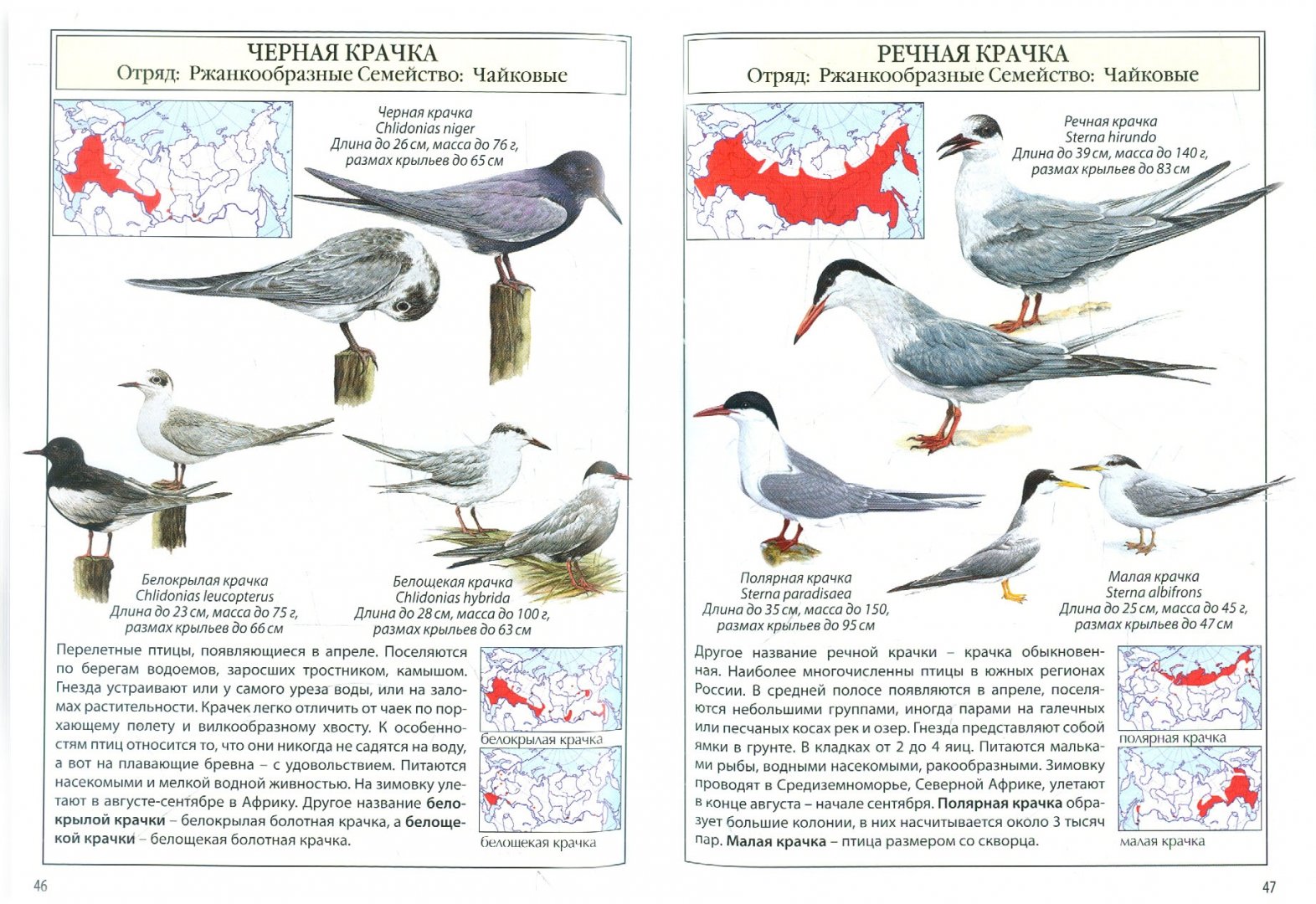 Иллюстрация 1 из 17 для Птицы России | Лабиринт - книги. Источник: Лабиринт