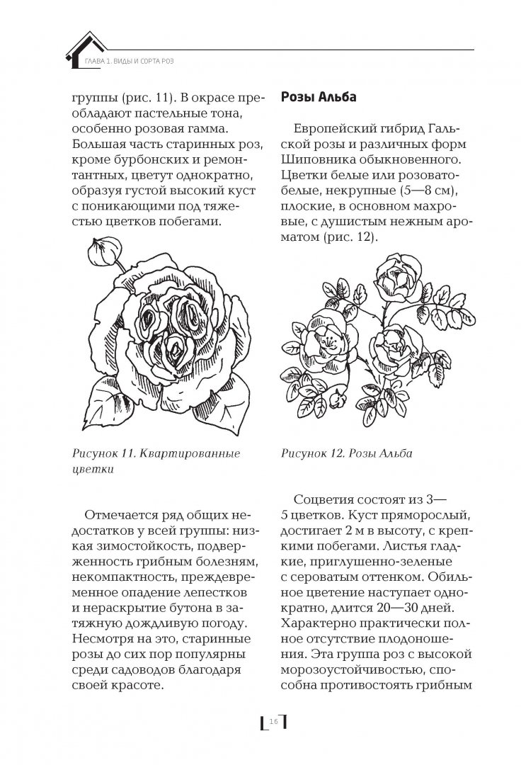 Иллюстрация 14 из 34 для Розарий на дачном участке - Мария Нелидова | Лабиринт - книги. Источник: Лабиринт